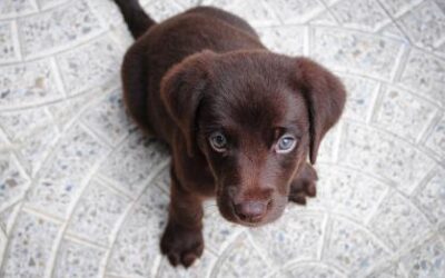 How To Puppy-Proof Your Home