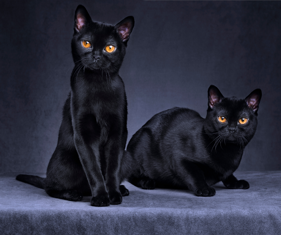 Black Cats – Lucky Or Unlucky?