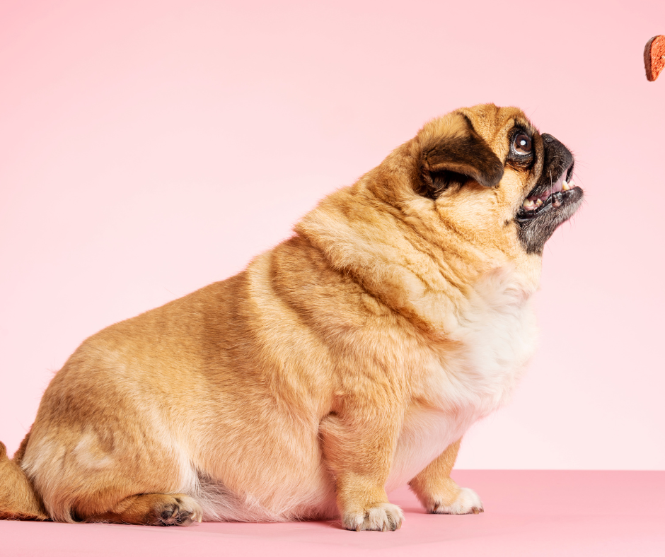 How To Help Your Dog Lose Weight