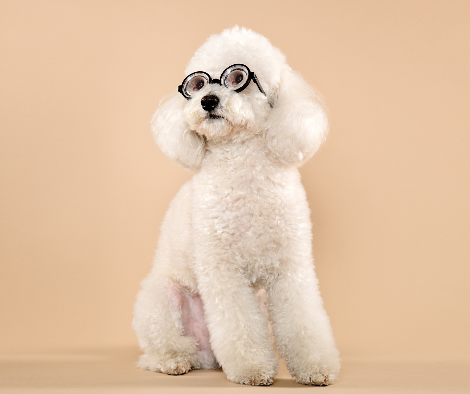 How Can You Tell If Your Pet Has Bad Eyesight?