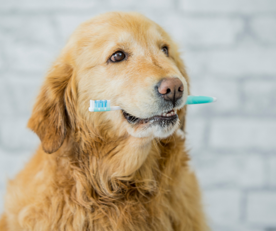 Here’s Why Your Pet Has Bad Breath