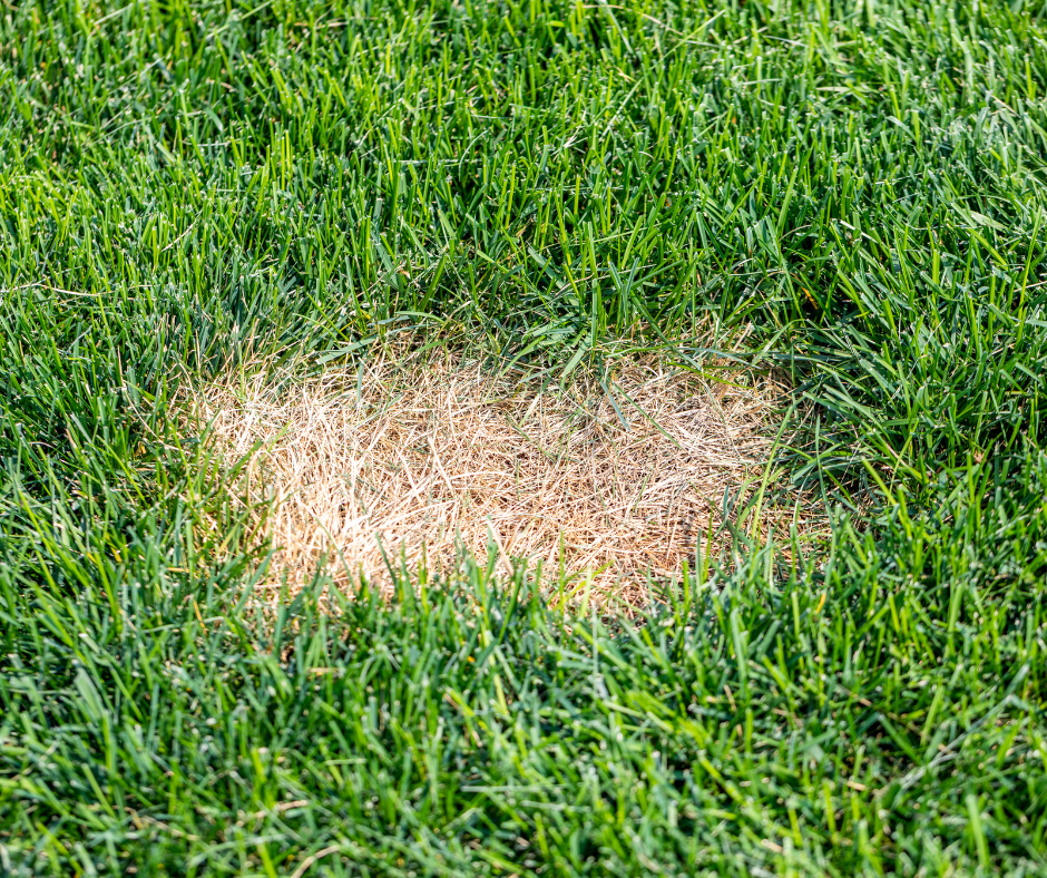 Brown Spots On The Lawn? Here’s The Treatment!