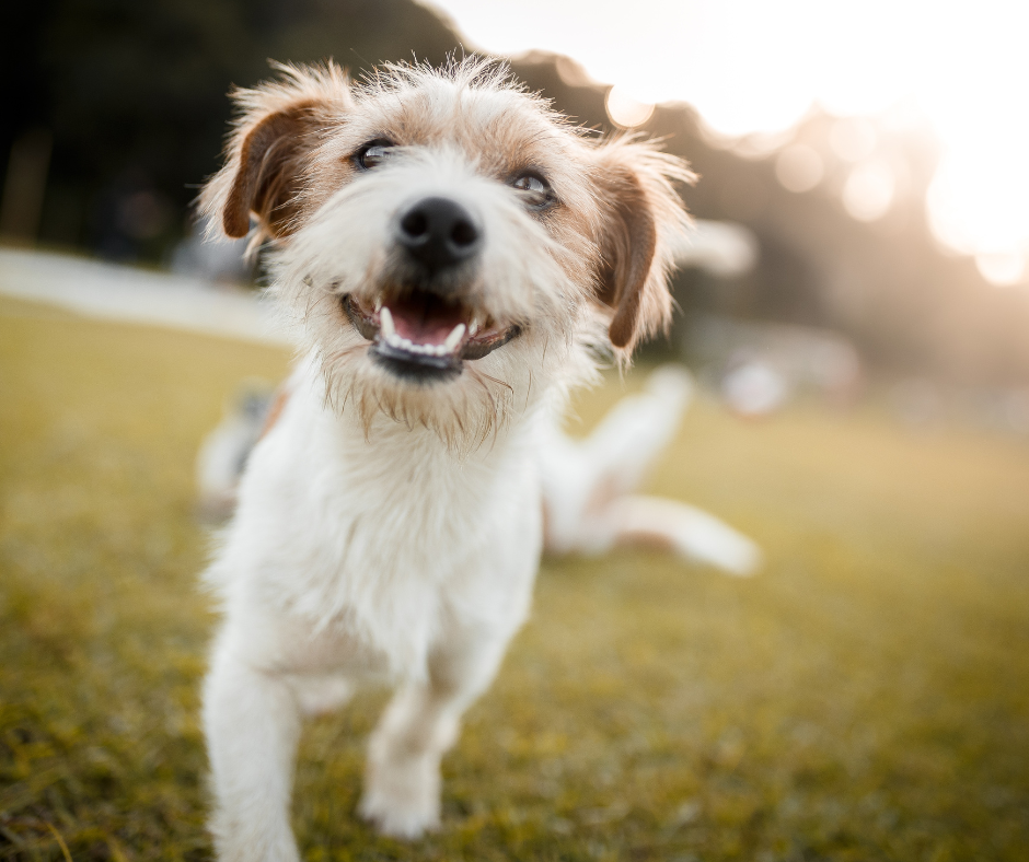 Dog Anxiety: How To Help Your Dog To Overcome Anxiety This Summer