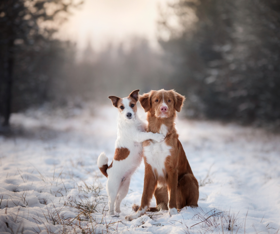 How To Keep Pets Healthy In Winter