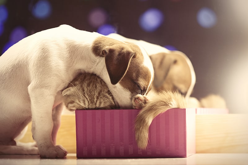 Pamper Your Pets This Christmas 3 - Mark + Chappell