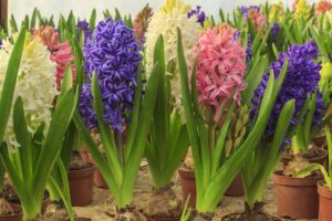 Hyacinth – What plants are poisonous to dogs – Mark and Chappell