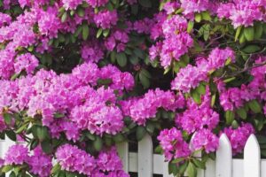 Rhododendron – What plants are poisonous to dogs – Mark and Chappell