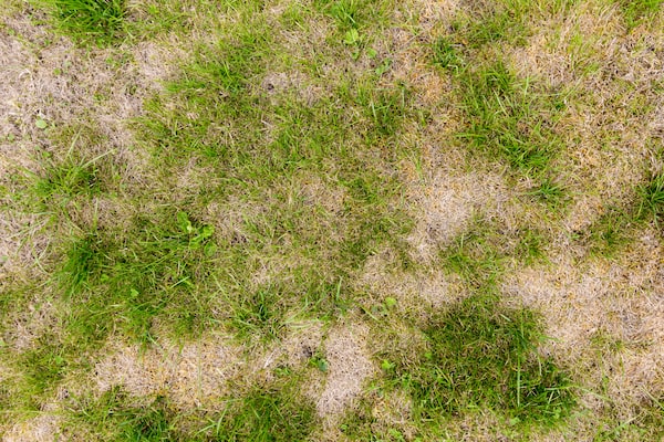 How Do I Stop Dog Wee Killing Grass?
