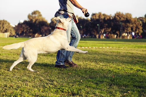 How to Keep Your Older Dog Active