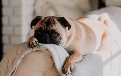 How To Prevent Dog Separation Anxiety While You’re Getting Back To Work