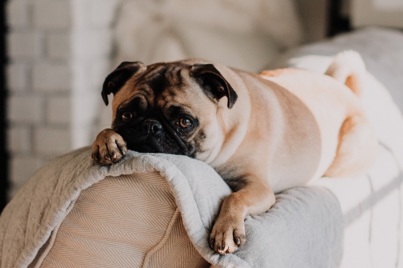 Dog Separation Anxiety Covid-19 - Mark + Chappell