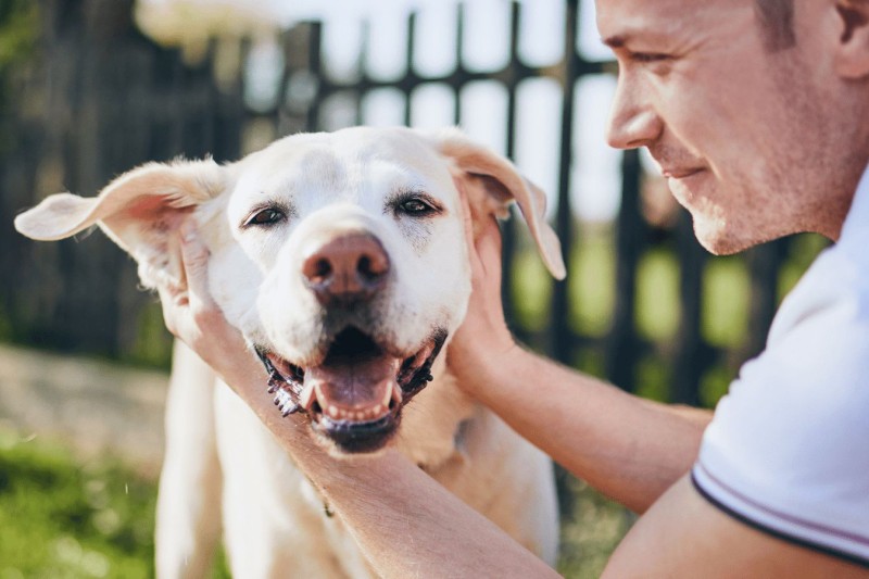 Weight Management Tips for Your Dog - Mark + Chappell