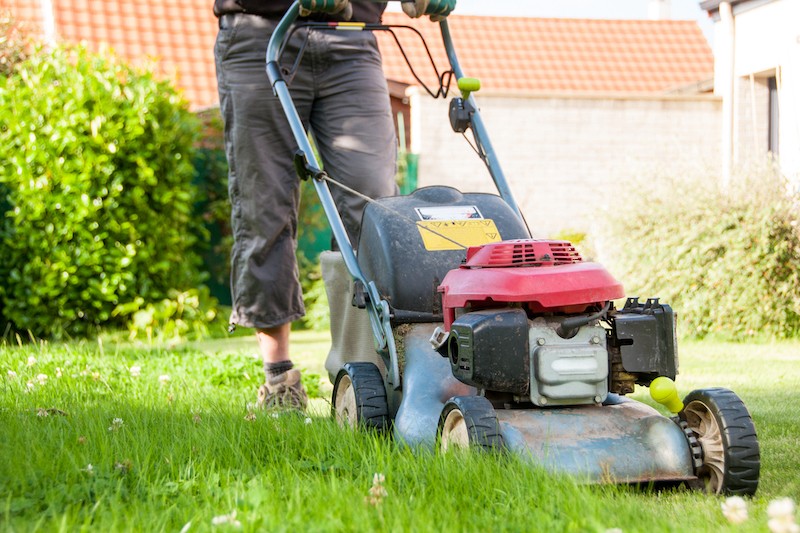 How to Keep Your Lawn Green with Dogs 2 - Mark + Chappell - VETIQ Healthy+ How to Keep Your Lawn Green with Dogs 2 - Mark + Chappell