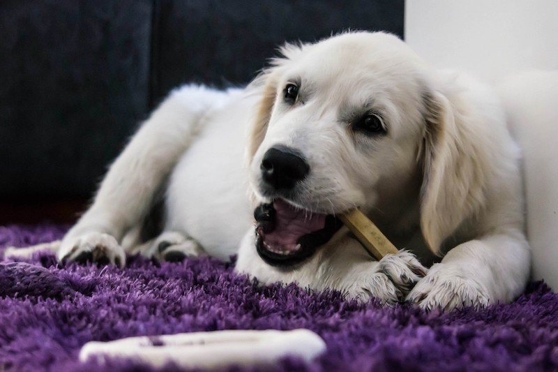 Should You Brush Your Dog’s Teeth?