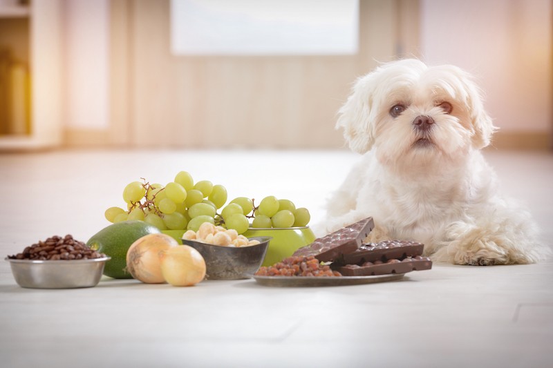 Keeping Pets Safe At Easter