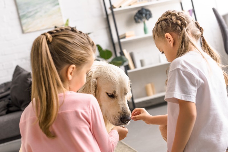 Healthy Treats For Dog Training