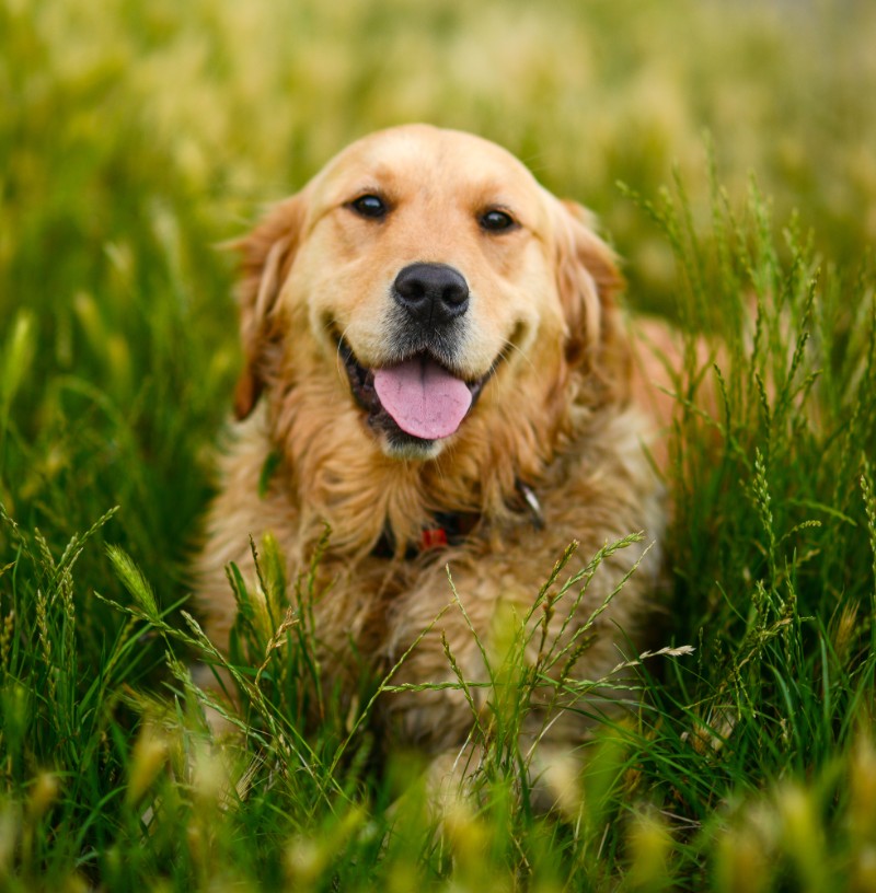 How to Prevent Fleas on Dogs - VETIQ Healthy+