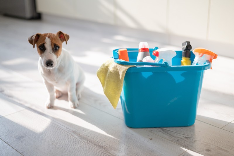 Keeping Pets Safe This Easter 1 - Mark + Chappell
