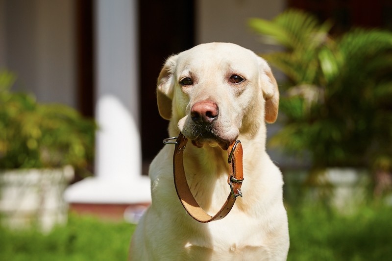 A Guide To Staycations With Your Pets - Mark + Chappell