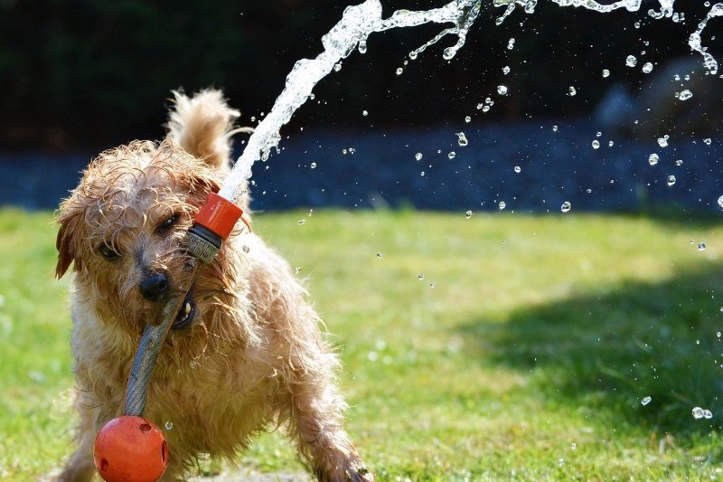 Help your pets stay cool this summer - Mark + Chappell