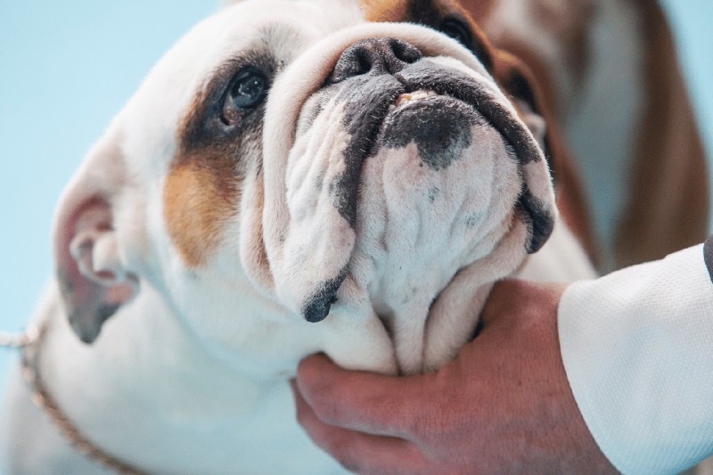 Why do my dog’s gums bleed 2 - Mark + Chappell