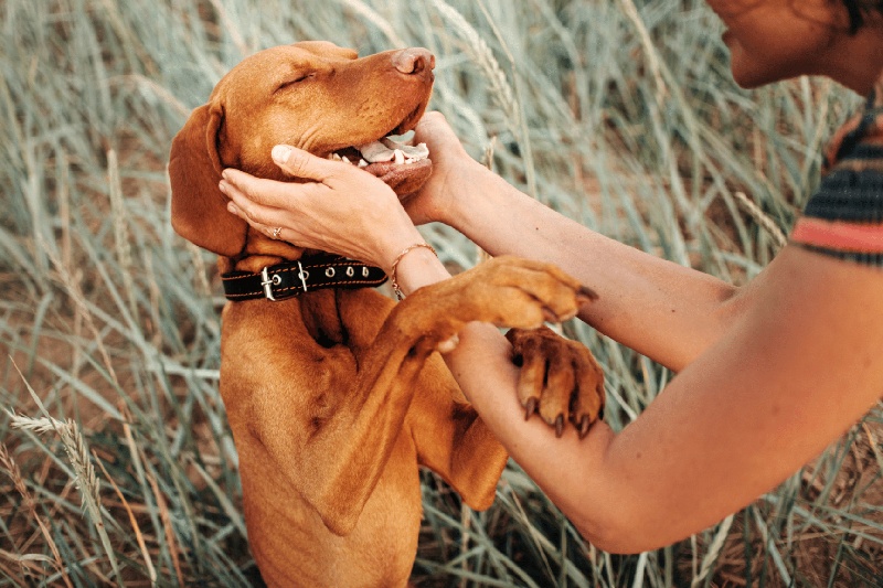How to Stop Your Dog from Barking 3 - Mark + Chappell