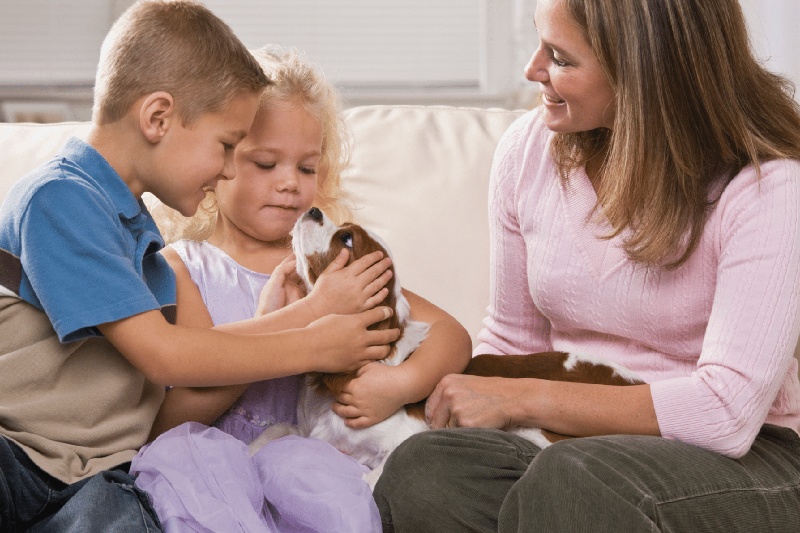 Top Tips on How to Care for a Blind Dog - Mark + Chappell (3)