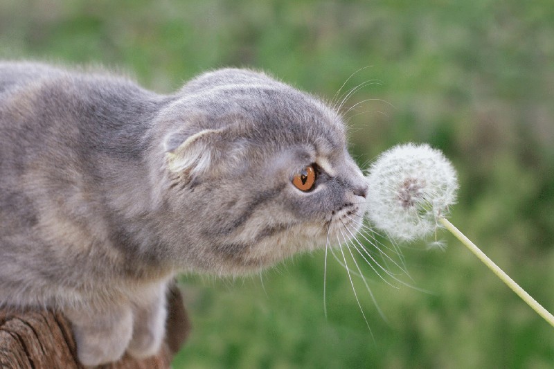 Why Is My Cat Sneezing - Mark + Chappell (2)