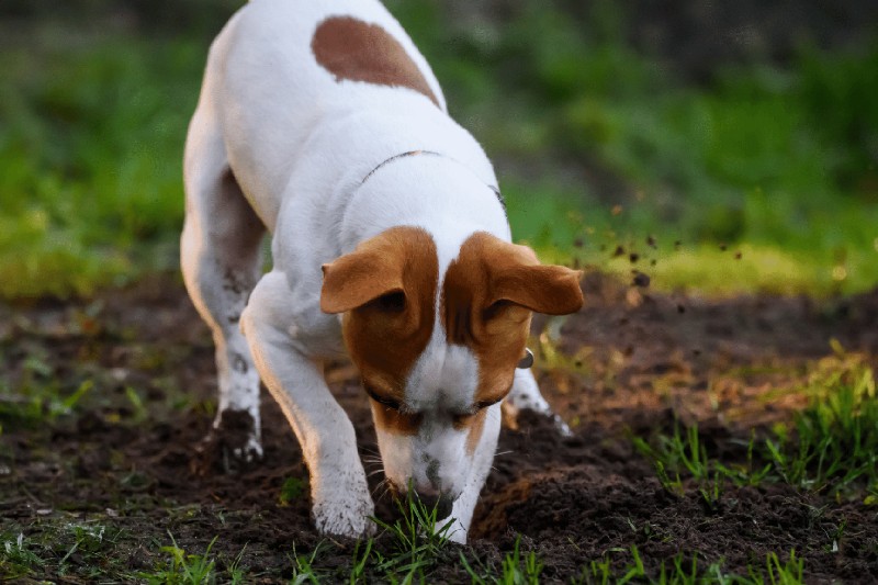 How To Stop Your Dog Digging Holes In Your Garden - Mark + Chappell (1)