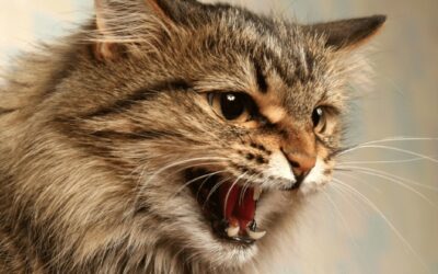 Why Does My Cat Constantly Meow? Understanding Cat Anxiety & Excessive Feline Vocalisation