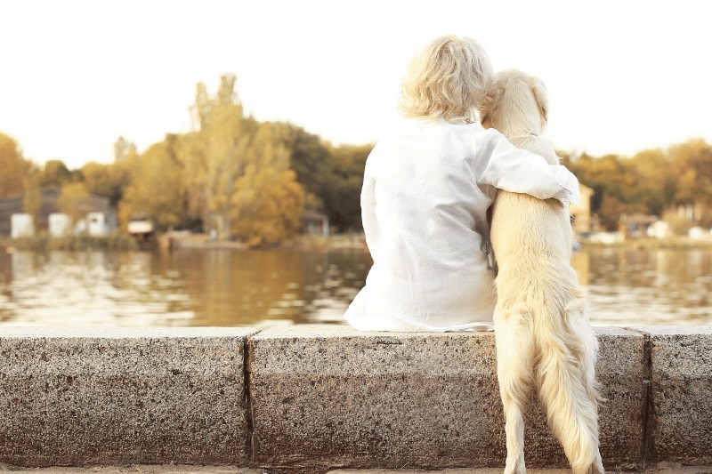 Tips For Strengthening The Hind Legs Of Older Dogs - Mark + Chappell (1)