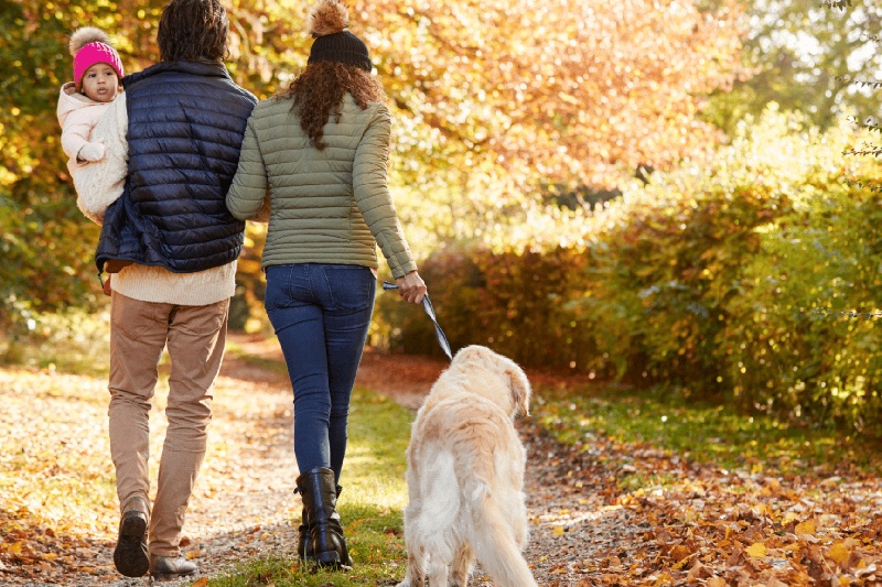 Tips For Strengthening The Hind Legs Of Older Dogs