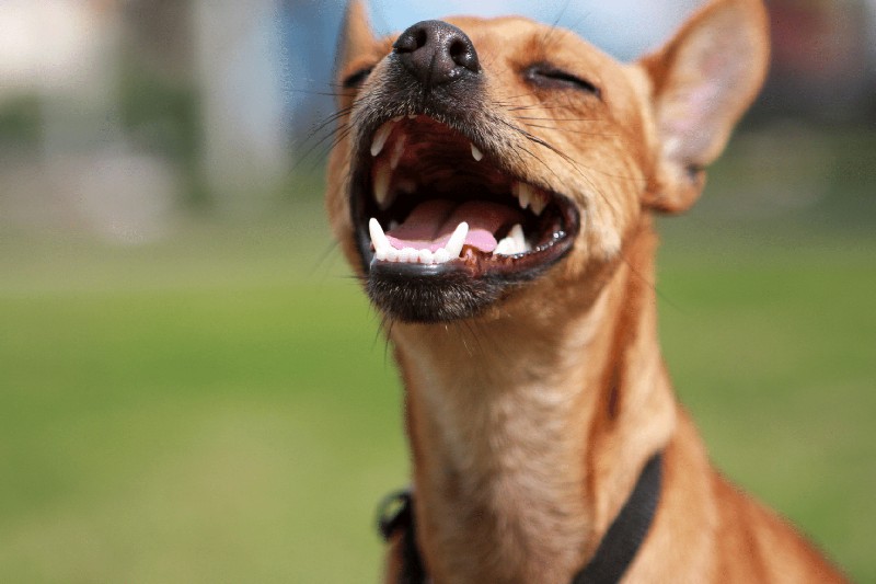 Why Does My Dog’s Breath Smell - Mark + Chappell (1)