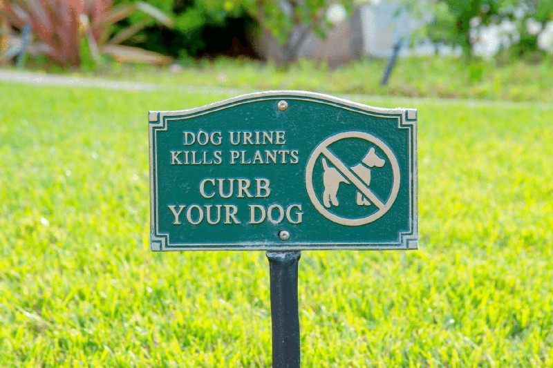 How Dog Urine Damages Your Grass - And How To Stop It - Mark + Chappell (1) - VETIQ Healthy+ How Dog Urine Damages Your Grass - And How To Stop It - Mark + Chappell (1)