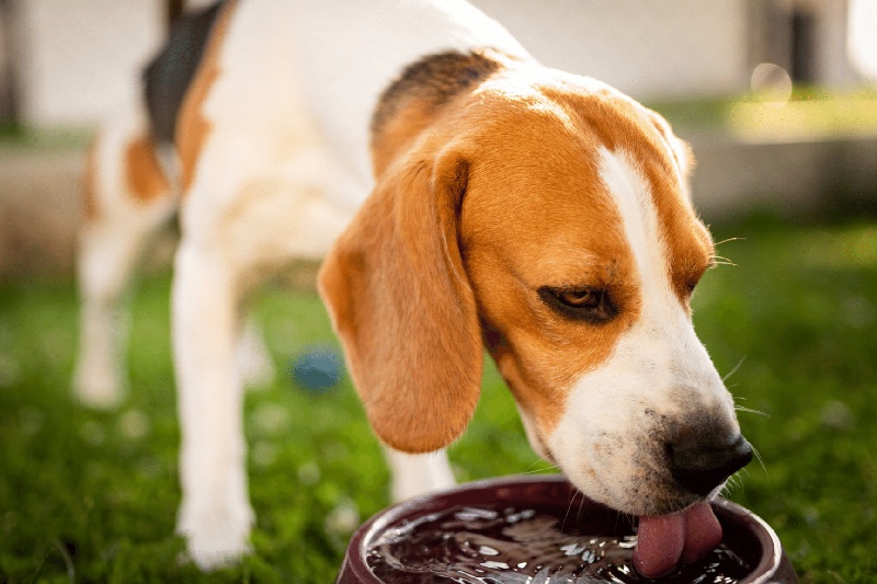 How Dog Urine Damages Your Grass - And How To Stop It - Mark + Chappell (3) - VETIQ Healthy+ How Dog Urine Damages Your Grass - And How To Stop It - Mark + Chappell (3)