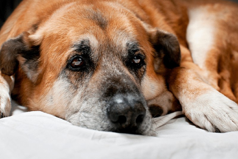 Why Do Old Dogs Smell - Mark + Chappell (1)