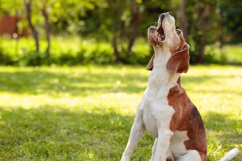 How To Train Your Dog To Stop Barking – Mark + Chappell (1) How To Train Your Dog To Stop Barking - Mark + Chappell (1)