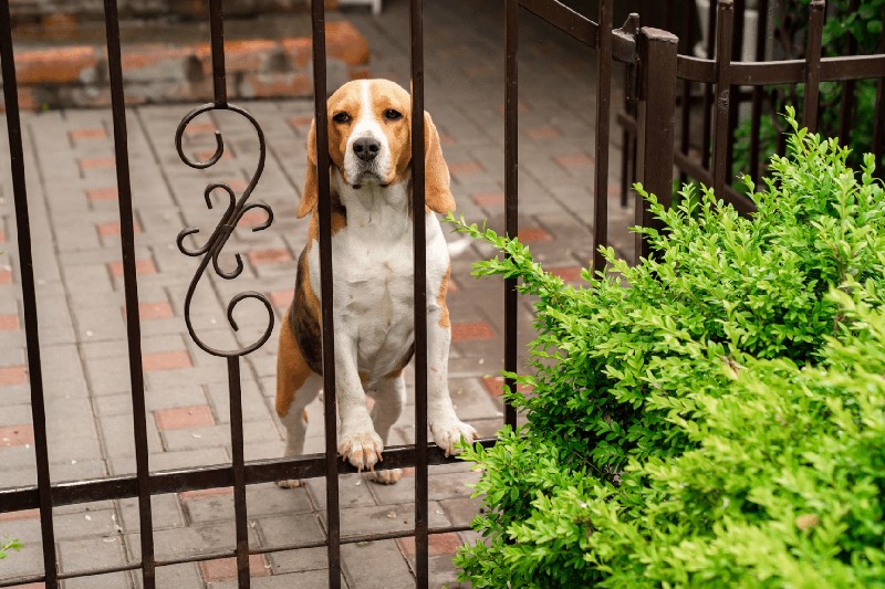 How To Train Your Dog To Stop Barking - Mark + Chappell (2) - VETIQ Healthy+ How To Train Your Dog To Stop Barking - Mark + Chappell (2)