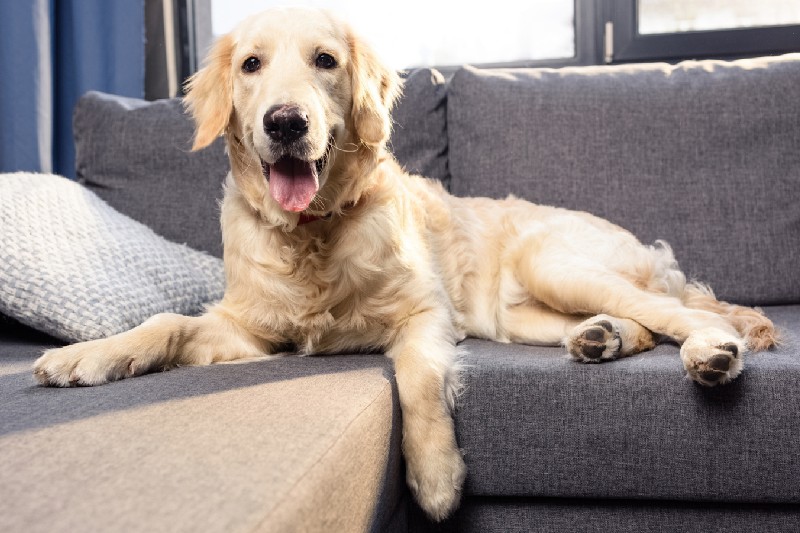 How To Stop Your Dog Shedding - Mark + Chappell (1)