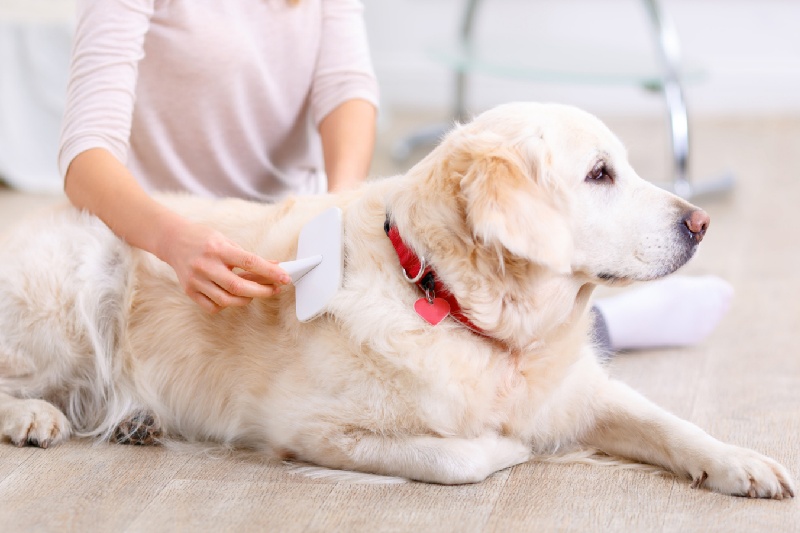 How To Stop Your Dog Shedding - Mark + Chappell (3)