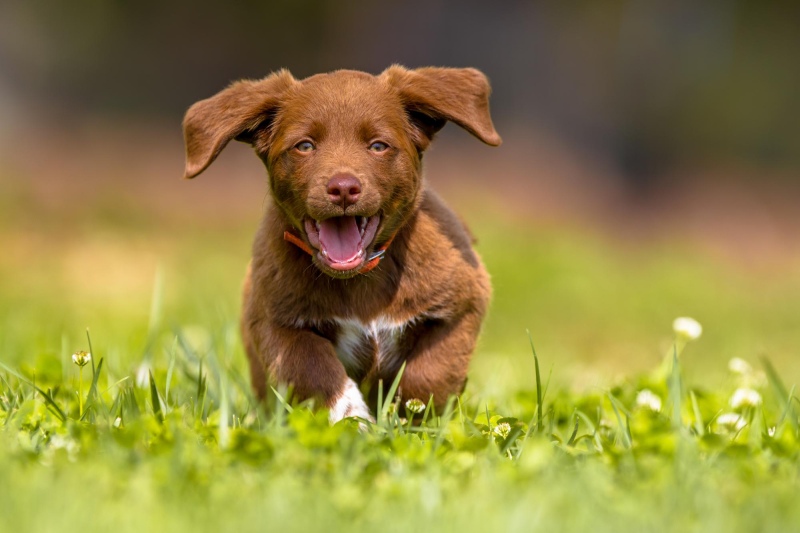 13 Tips For Puppy-Proofing Your Home
