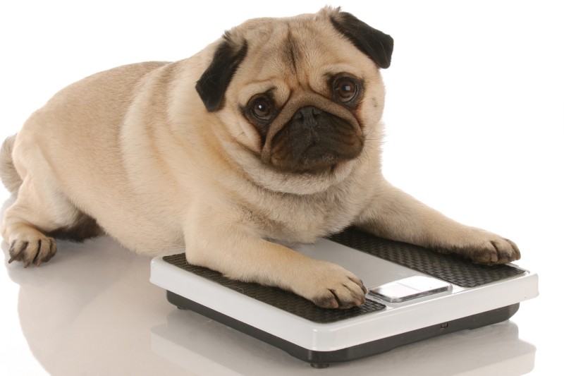 How To Help Your Dog Lose Weight - VetIQ (1)