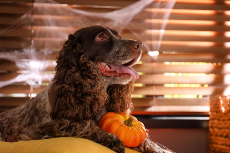 Keeping-Pets-Safe-At-Halloween-VetIQ-1