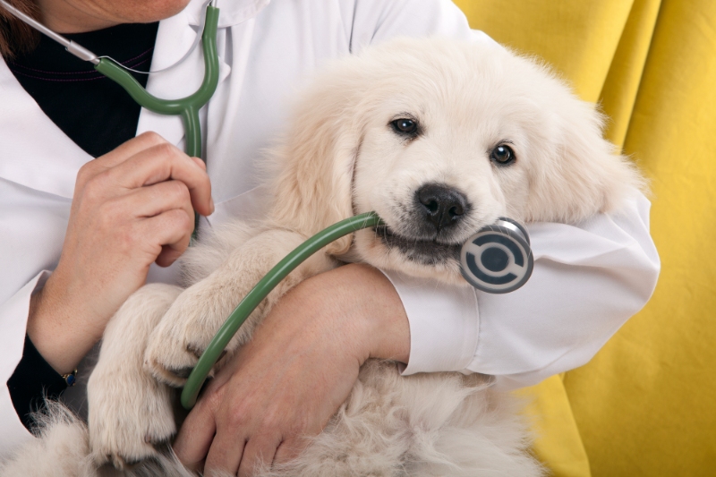 The Benefits Of Training A Dog