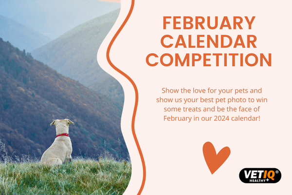 VetIQ Calendar Competition – February 2023