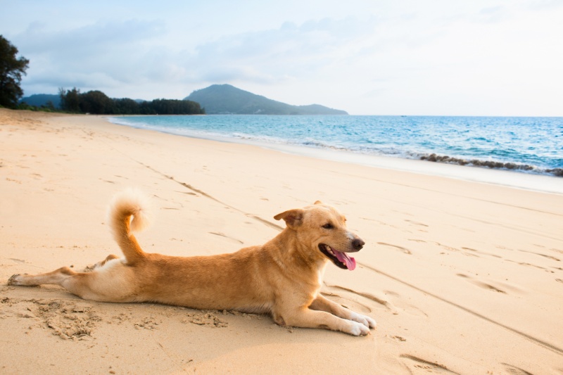 How To Avoid Dehydration In Dogs During Hot Weather - VETIQ (1)