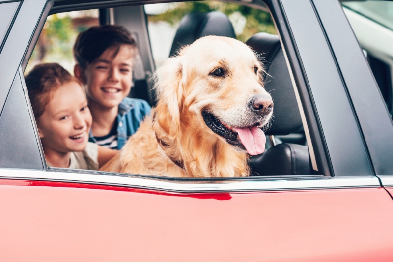 Tips To Help Reduce Dog Anxiety In Cars - VETIQ (1)