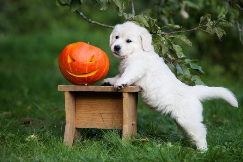 How To Calm Your Dog During Fireworks This Halloween - VETIQ (1)