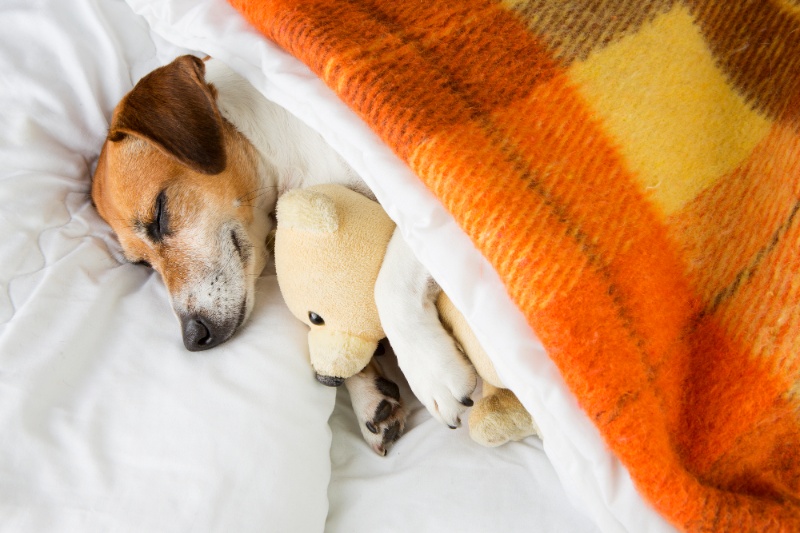 How To Calm Your Dog During Fireworks This Halloween - VETIQ (3)