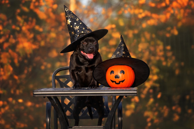 Pumpkins & Pooches – Our Guide To Dog-Friendly Halloween Celebrations – VETIQ (1) Pumpkins & Pooches - Our Guide To Dog-Friendly Halloween Celebrations - VETIQ (1)
